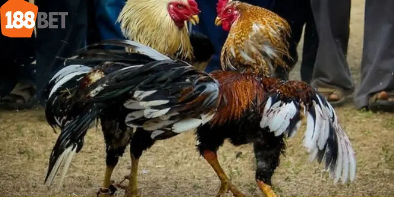 Một số ưu đãi hấp dẫn bạn không thể bỏ lỡ khi chơi đá gà